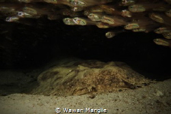 Wobbegong Shark "Sleep Tight" by Wawan Mangile 